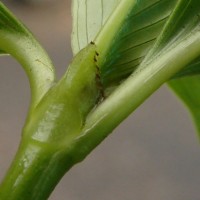 Hedyotis fruticosa L.